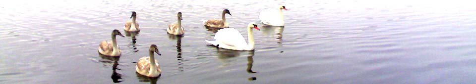 belarus swans.jpg